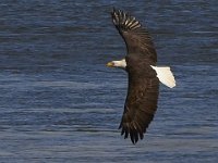 01-02-13-Conowingo Dam-5134