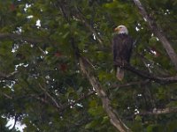 07-14-13-Nanjemoy-2351
