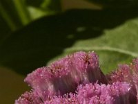 09-07-13-Nanjemoy-7168