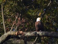 10-15-13-Mattawoman-0062