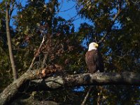10-15-13-Mattawoman-0124