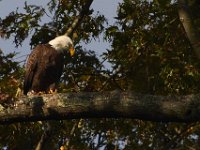 10-15-13-Mattawoman-0139