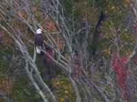 10-19-13-Piscataway-0597