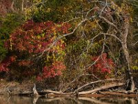 10-26-13-Nanjemoy-1246