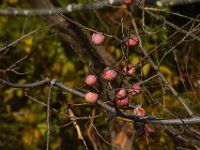 10-26-13-Nanjemoy-1251