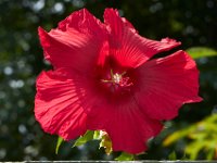 08-20-14-Flowers-9816