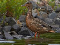 06-22-14-St Marys Lake-5960