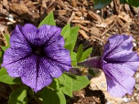 07-19-14-Nat Aboretum-8007