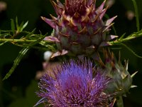 07-19-14-Nat Aboretum-8014