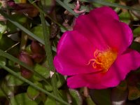 07-19-14-Nat Aboretum-8015