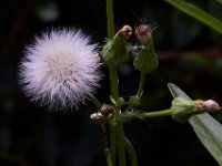 07-19-14-Nat Aboretum-8060