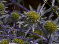 07-19-14-Nat Aboretum-8068