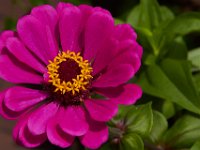 07-19-14-Nat Aboretum-8084
