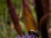 07-19-14-Nat Aboretum-8138