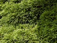 07-19-14-Nat Aboretum-8204