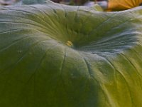 08-31-14-Mattawoman-0584