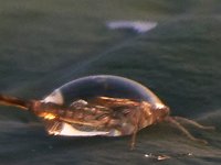 08-31-14-Mattawoman-0595