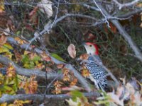 10-25-14-Rocky Gorge-3571