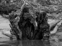 04-05-15-Mattawoman-20586