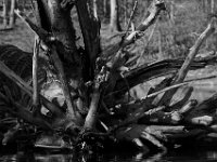 04-12-15-Rocky Gorge-21157