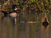 05-07-15-Mattaponi-Selbys-22823