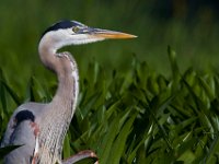 05-30-15-Mattawoman-24231