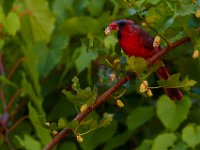 06-10-15-Cardinal