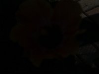 06-14-15-Flowers