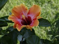 DM26956