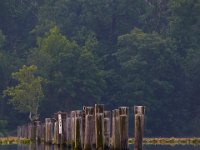 06-15-15-Mattawoman-25077