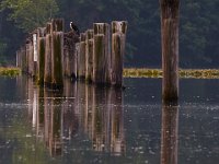 06-15-15-Mattawoman-25078