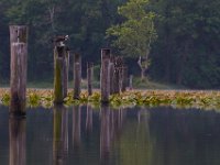 06-15-15-Mattawoman-25235