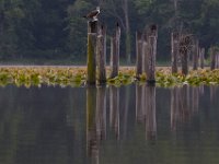 06-15-15-Mattawoman-25273