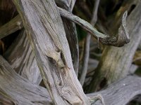 07-18-15-Nanjemoy-27594