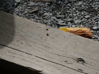 Poconos-July-2015-28052