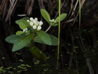 08-11-15-Alligator River-29004