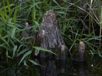 08-11-15-Alligator River-29110
