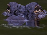 08-11-15-Alligator River-29160