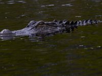 08-11-15-Alligator River-29240