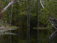 08-11-15-Alligator River-29257