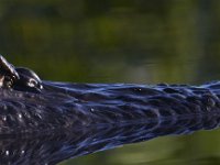 08-13-15-Alligator River-29462