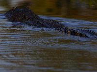 08-13-15-Alligator River-29582