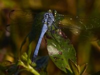 08-13-15-Alligator River-29651