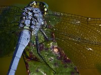 08-13-15-Alligator River-29660