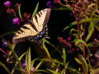 08-29-15-Piscataway-21190