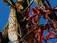 10-11-15-Piscataway-24435