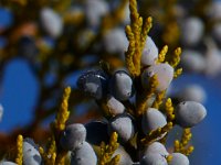 10-12-15-Mattawoman-25415