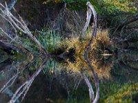 10-12-15-Mattawoman-25637