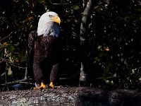 10-12-15-Mattawoman-25680