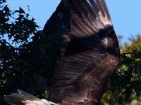 10-12-15-Mattawoman-25697